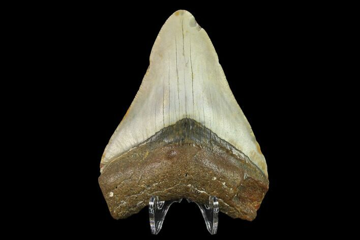 Fossil Megalodon Tooth - North Carolina #131592